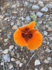 Calochortus kennedyi kennedyi