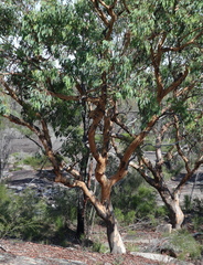 Eucalyptus prava