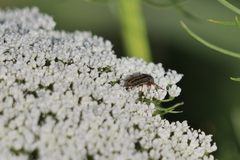 Astylus tucumanensis