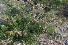 Micromyrtus sessilis