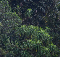 Siphocampylus giganteus