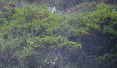 Hypericum laricifolium