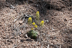 Draba asprella