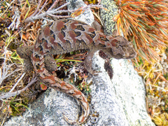 Mokopirirakau cascades