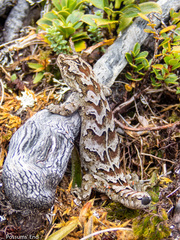 Mokopirirakau cascades