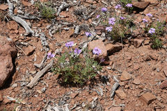 Glandularia latilobata