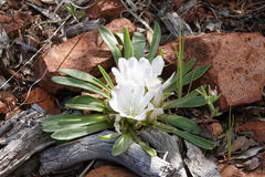 Lewisia brachycalyx