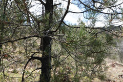 Pinus monophylla
