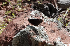 Erynnis brizo