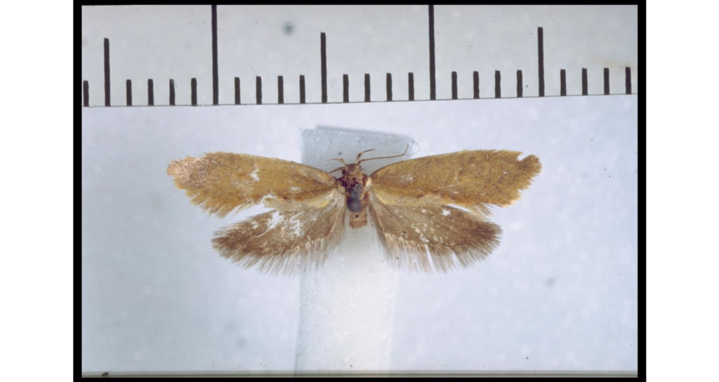 Concealed Chiton
