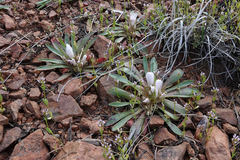 Lewisia brachycalyx