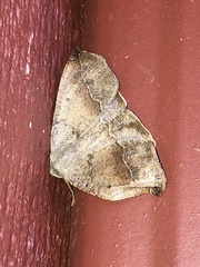 Prochoerodes forficaria