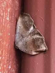 Prochoerodes forficaria