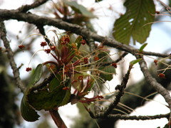 Cercocarpus macrophyllus