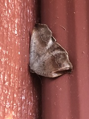 Prochoerodes forficaria