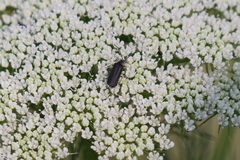 Polemius denticornis