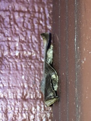 Prochoerodes forficaria