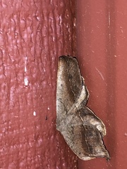 Prochoerodes forficaria