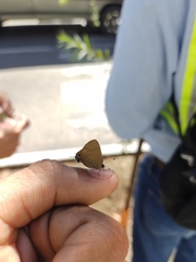 Electrostrymon denarius