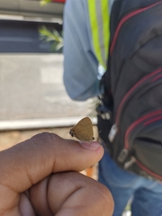 Electrostrymon denarius