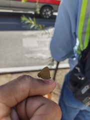Electrostrymon denarius