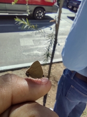 Electrostrymon denarius