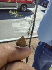 Electrostrymon denarius