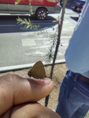 Electrostrymon denarius