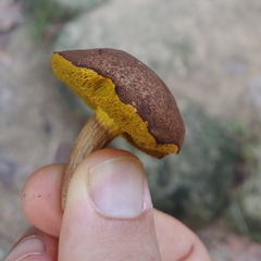 Xerocomus coccolobae