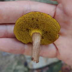 Xerocomus coccolobae