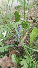Ajuga reptans