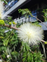 Mimosoideae