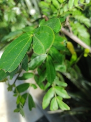 Mimosoideae