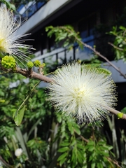 Mimosoideae