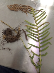 Plagiogyria pectinata