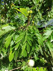 Mimosoideae
