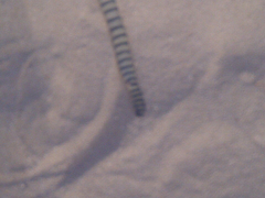 Hydrophis lapemoides