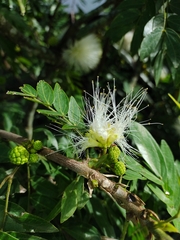 Mimosoideae