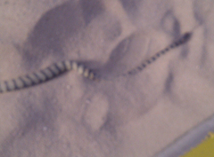 Hydrophis lapemoides