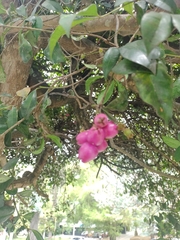 Syzygium paniculatum image