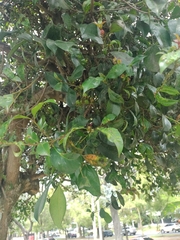 Image of Syzygium paniculatum