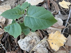 Datura discolor