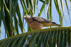 Rupornis magnirostris