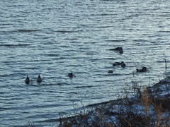 Anas platyrhynchos