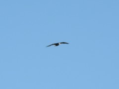 Haliaeetus leucocephalus