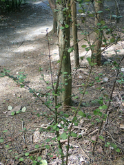 Coprosma spathulata spathulata