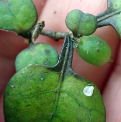 Coprosma spathulata spathulata