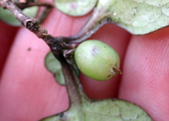 Coprosma spathulata spathulata