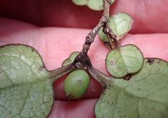 Coprosma spathulata spathulata