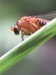 Sciadocera rufomaculata